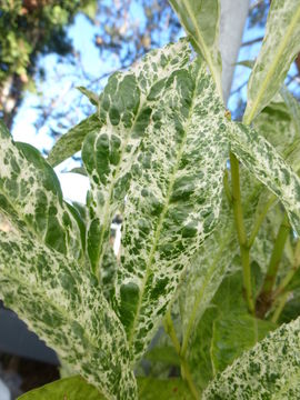 Image of Cherry-laurel