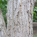 Plancia ëd <i>Pterostyrax hispida</i>