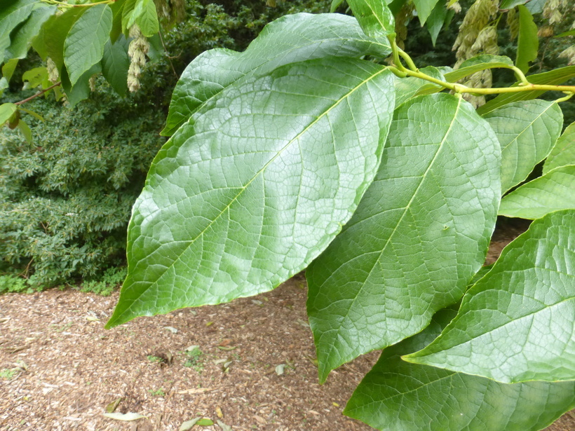 Imagem de <i>Pterostyrax hispida</i>