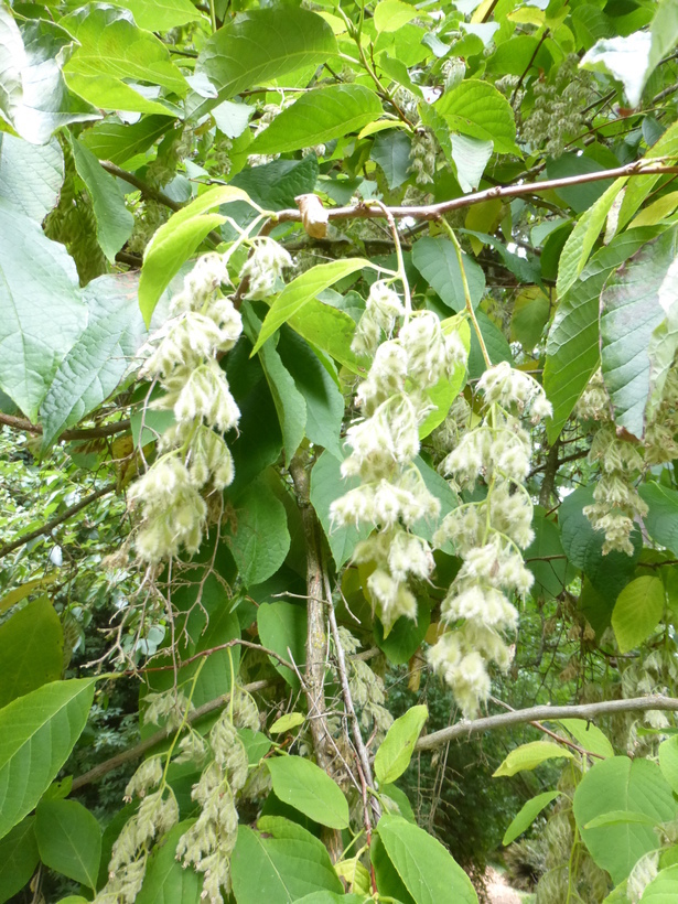 Imagem de <i>Pterostyrax hispida</i>