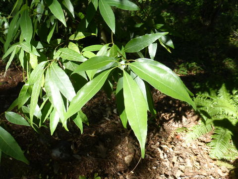 صورة Quercus myrsinifolia Blume