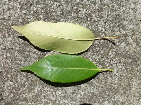 صورة Quercus myrsinifolia Blume