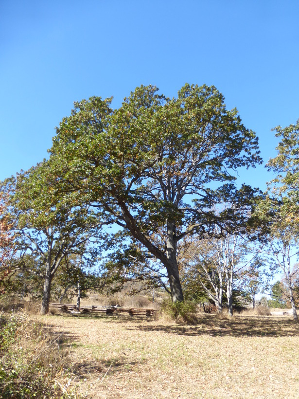 Image of Brewer Oak