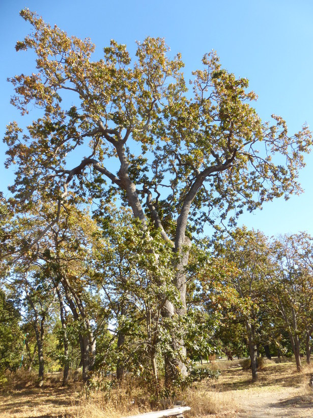 Image of Brewer Oak