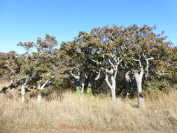 Image of Brewer Oak