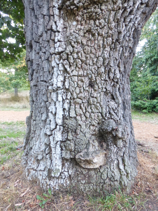 Image of Brewer Oak