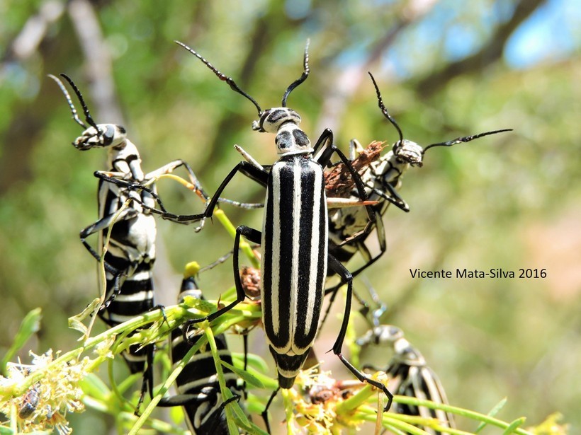 Epicauta (Macrobasis) atrivittata (Le Conte 1854) resmi