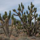 Image of <i>Yucca jaegeriana</i>