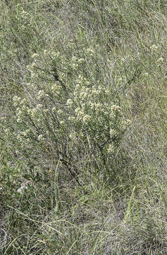 Image of Arizona baccharis