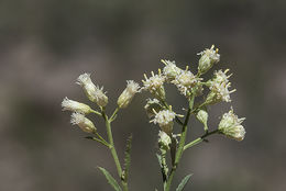 Image of Arizona baccharis