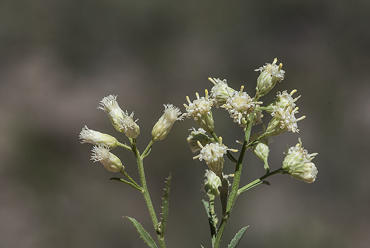 صورة Baccharis thesioides Kunth