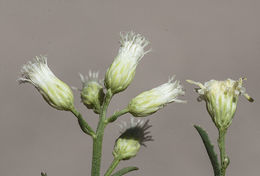 صورة Baccharis thesioides Kunth