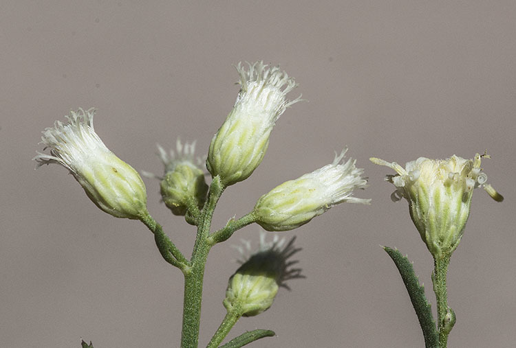 Image of Arizona baccharis