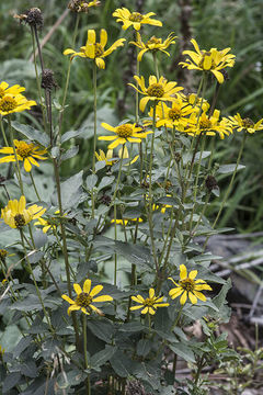 Image of smooth oxeye