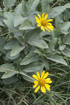 Image of smooth oxeye