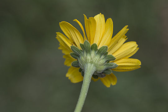 Image of smooth oxeye