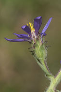 Eurybia integrifolia (Nutt.) G. L. Nesom resmi