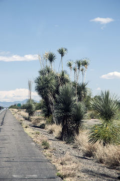 Image of soaptree yucca