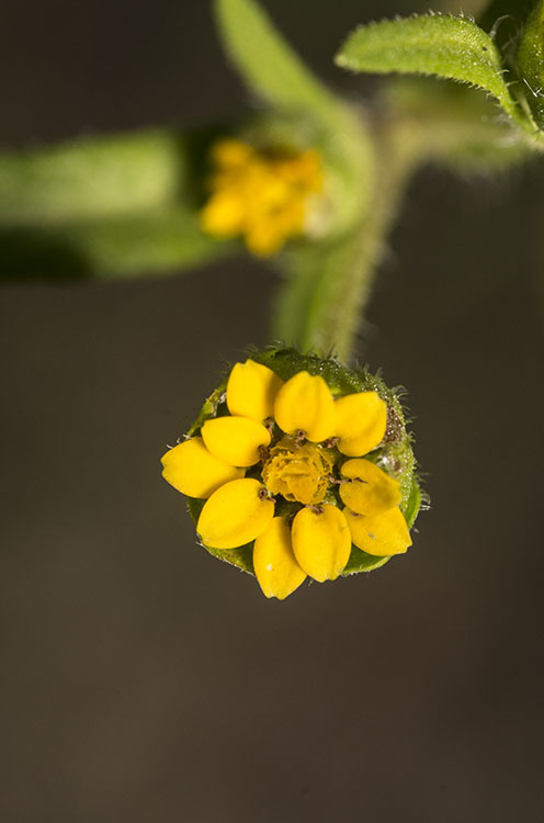 Imagem de Melampodium strigosum Stuessy