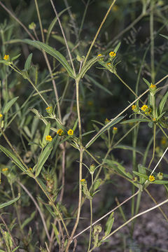 صورة Melampodium strigosum Stuessy