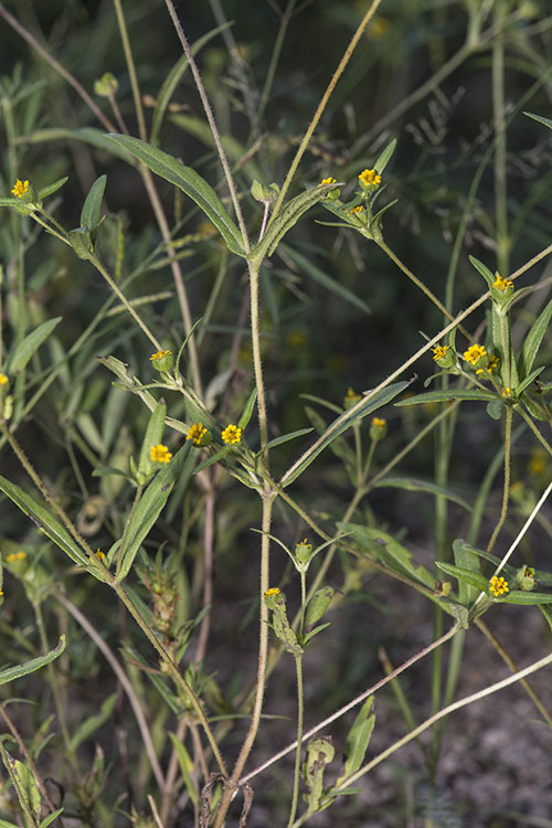 Imagem de Melampodium strigosum Stuessy