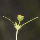 Image de Melampodium strigosum Stuessy