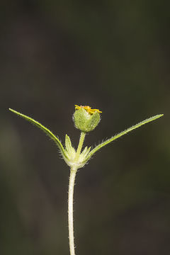 Image de Melampodium strigosum Stuessy