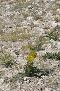 Image of desert yellowhead