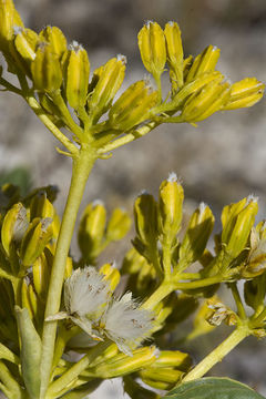 Image of desert yellowhead