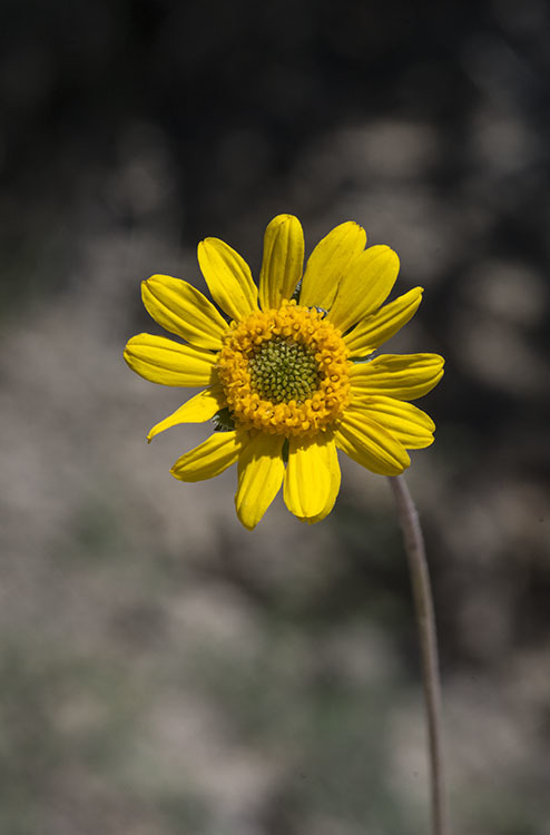 Image of San Pedro daisy