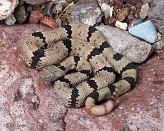 Image of Crotalus lepidus klauberi Gloyd 1936