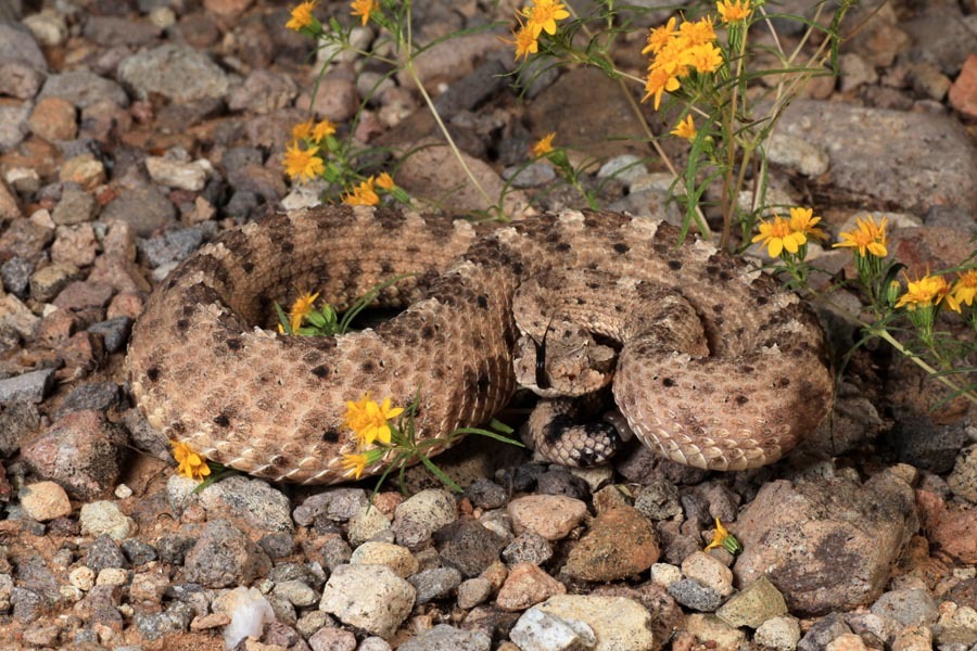 Image of Crotalus cerastes cercobombus Savage & Cliff 1953