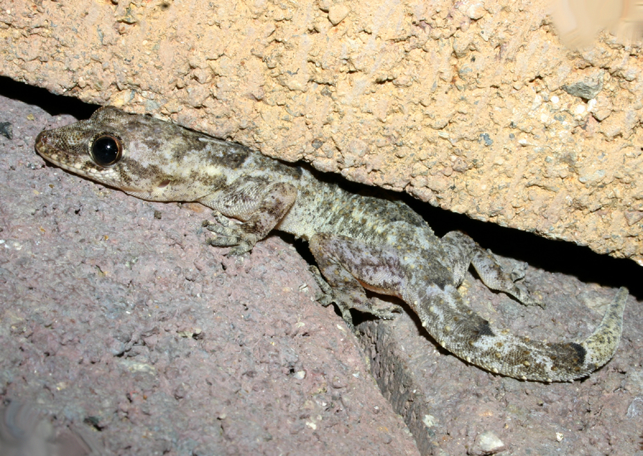 Image of Tropical house gecko