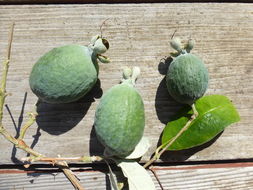 Image of Pineapple guava, feijoa