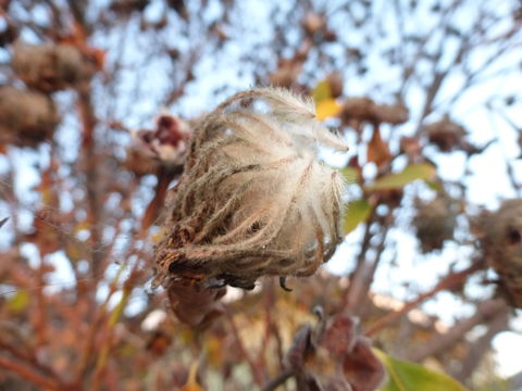 Sivun Dais cotinifolia L. kuva