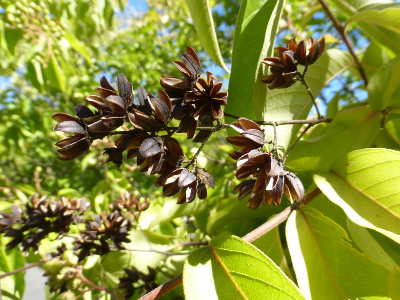 Image of Lagerstroemia limii Merr.