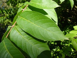 Image of Lagerstroemia limii Merr.