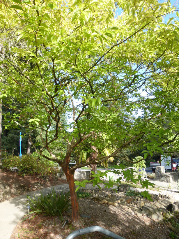 Image of Lagerstroemia limii Merr.