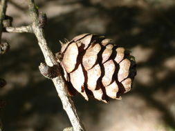 Image of Dahurian Larch