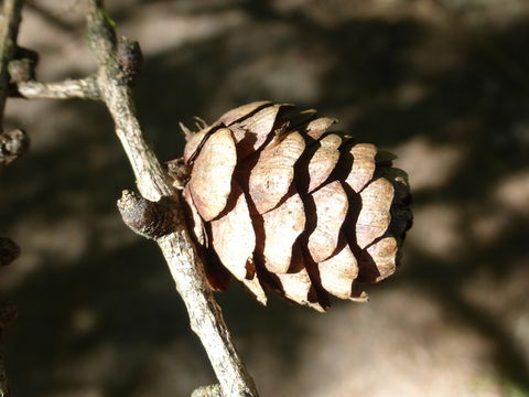 Image of Dahurian Larch