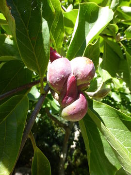 Image of Lily Tree