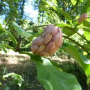 Image of Umbrella Magnolia