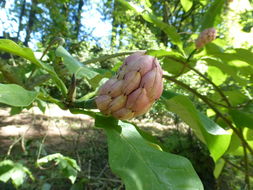 Image of Umbrella Magnolia