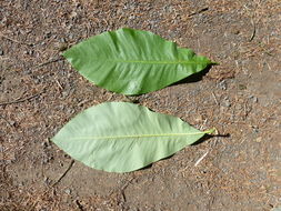 Image of Umbrella Magnolia