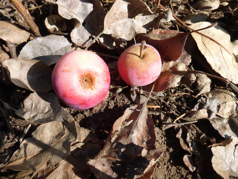 Plancia ëd Malus toringoides (Rehd.) Hughes