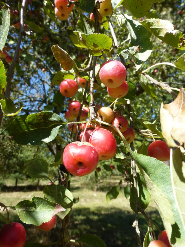 Plancia ëd Malus toringoides (Rehd.) Hughes