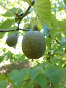 Image of Dove Tree