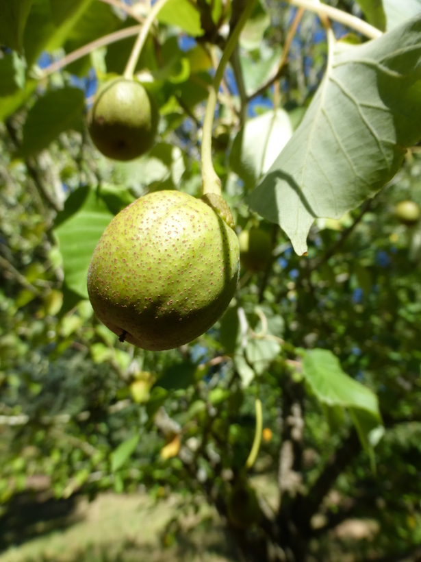 Image of Dove Tree