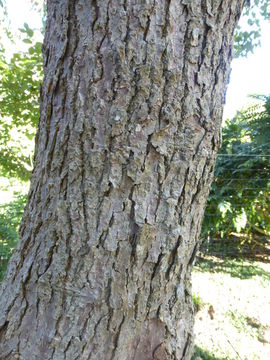 Image of Dove Tree