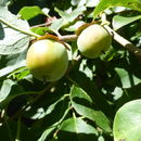 Image of common persimmon
